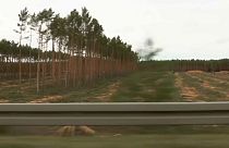 Grüne gegen Grüne: Rodungsstopp für Tesla in Brandenburg