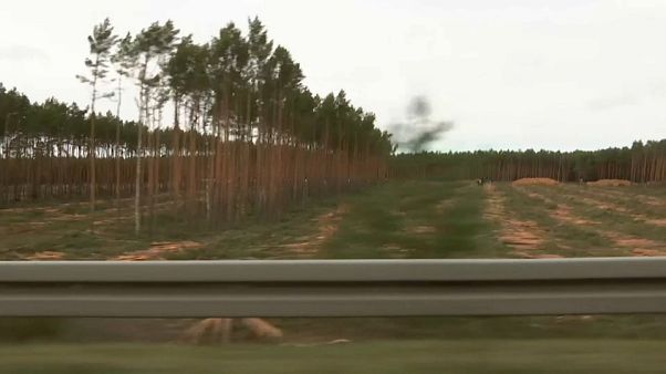 Grüne gegen Grüne: Rodungsstopp für Tesla in Brandenburg Grüne gegen Grüne: Rodungsstopp für Tesla in Brandenburg