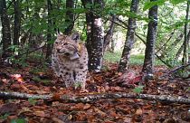How carnivores are being given new life in Europe