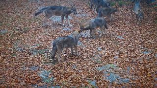 Συναντώντας λύκους στο Εθνικό Πάρκο Ρίσνιακ