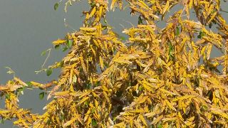Desert locusts wreak havoc in Uganda in worst infestation in 70 years