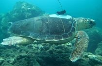 Meet the researchers using sea turtles to learn more about cyclones