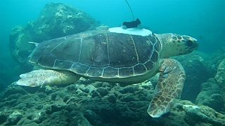 Meet the researchers using sea turtles to learn more about cyclones