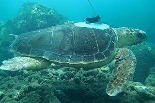 Meet the researchers using sea turtles to learn more about cyclones
