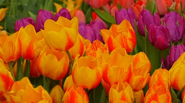 Moszkva: 10 ezer tulipánnal várják a tavaszt Moszkva: 10 ezer tulipánnal várják a tavaszt