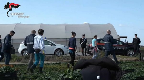 Contro i caporali in agricoltura il piano triennale del ministero Contro i caporali in agricoltura il piano triennale del ministero