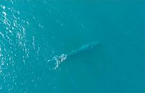 Balene blu a rischio estinzione, ma il numero cresce
