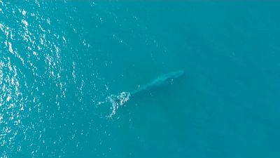 Rekordszámú kék bálnát észleltek