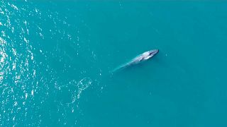 Qual der Wale – ein Wendepunkt erreicht?
