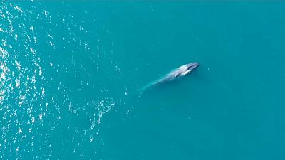 Qual der Wale – ein Wendepunkt erreicht?