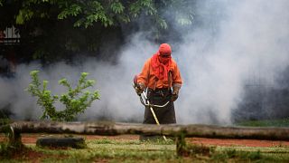 Un trabajador municipal corta la hierba durante una operación de fumigación contra el mosquito que puede propagar el dengue- en San Lorenzo, Paraguay,