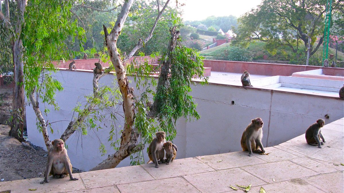 Hindistan, Trump'a yönelik olası maymun saldırılarına karşı önlemlerini artırdı