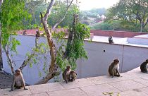 Hindistan, Trump'a yönelik olası maymun saldırılarına karşı önlemlerini artırdı