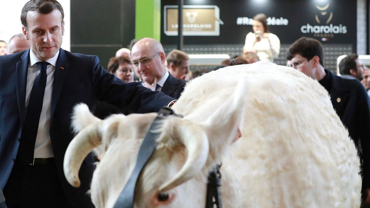 ویدئو؛ ماکرون در کنار گاوها و گوسفندها از سیاست‌های کشاورزی اروپا دفاع کرد