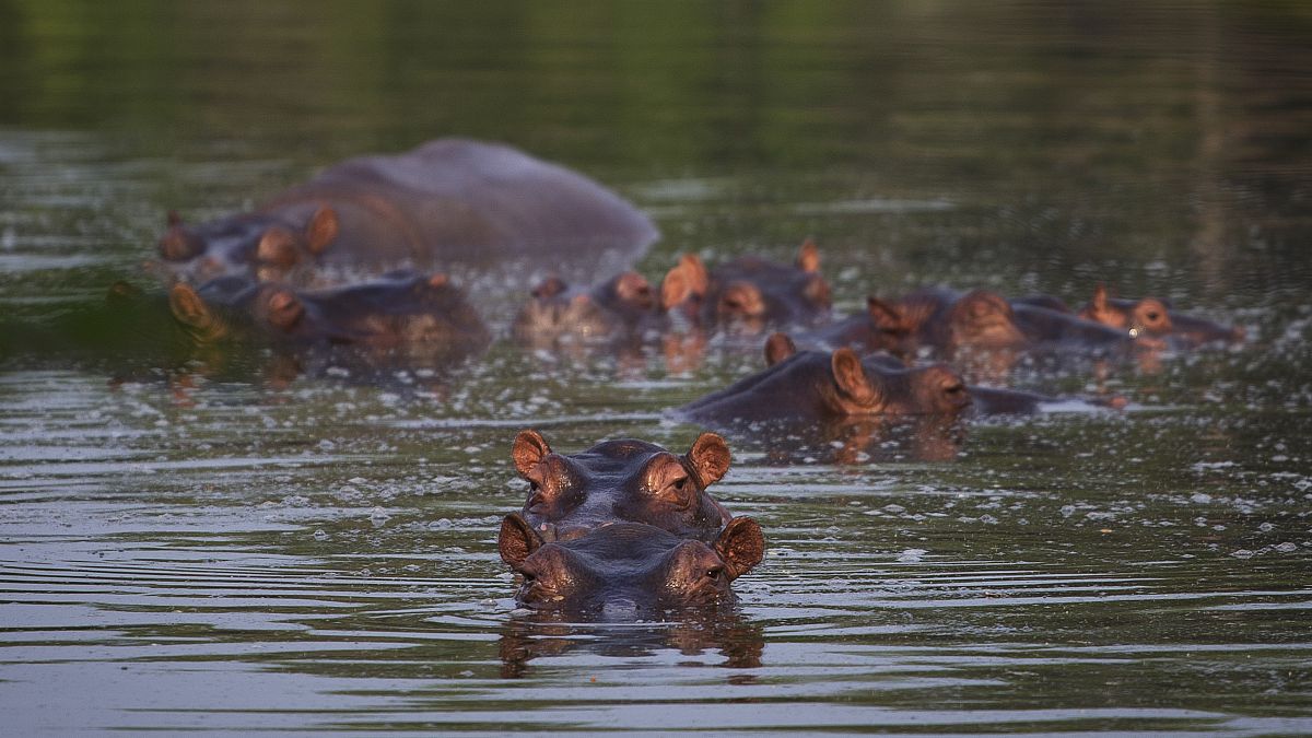 Hipopótamos de Pablo Escobar reproduzem-se em liberdade