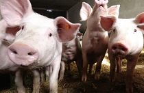 Find out why Poland's pig farmers are concerned about their livelihoods