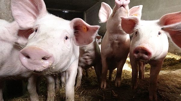 Afrikanische Schweinepest auf dem Vormarsch in Europa Afrikanische Schweinepest auf dem Vormarsch in Europa