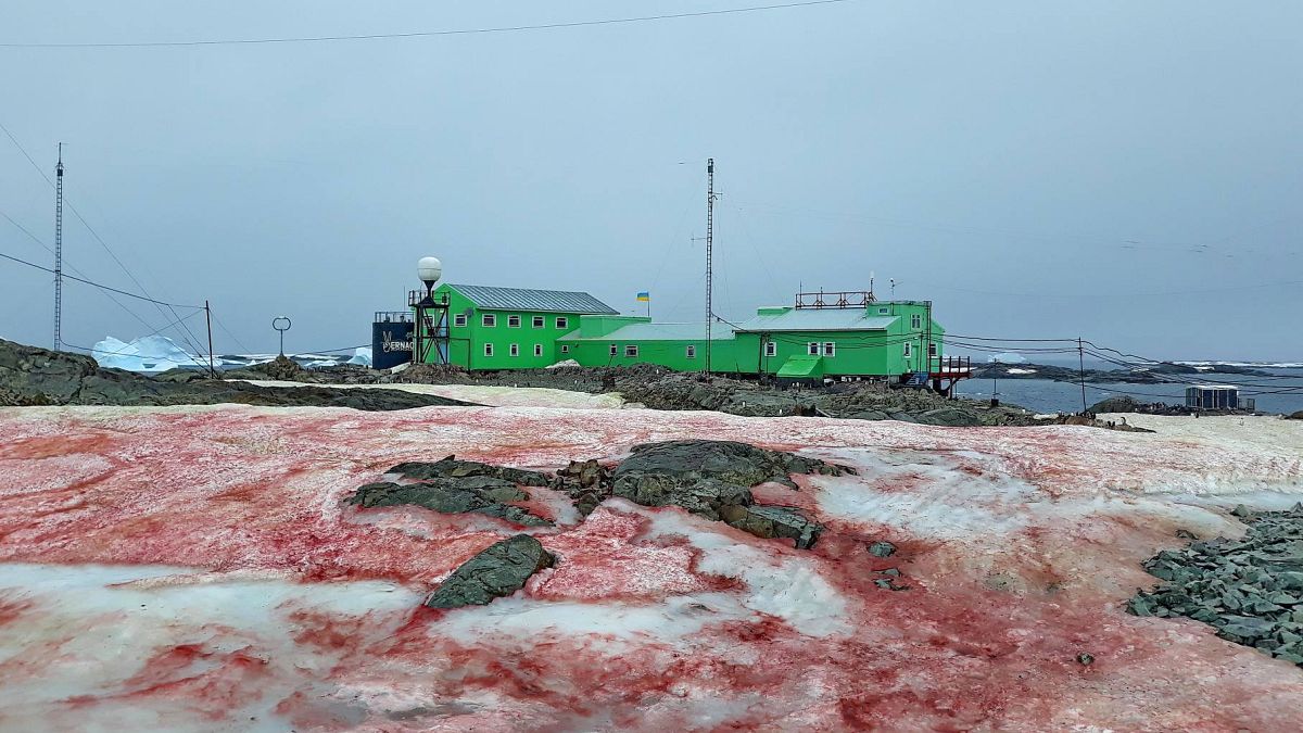 "Кровавый снег" покрыл землю вокруг научной станции в Антарктиде
