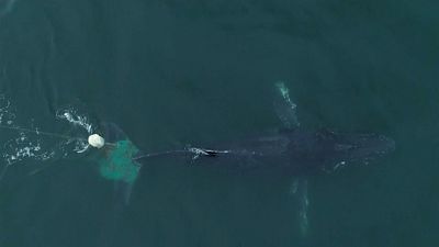 Baleia jubarte libertada de redes de pesca ilegal