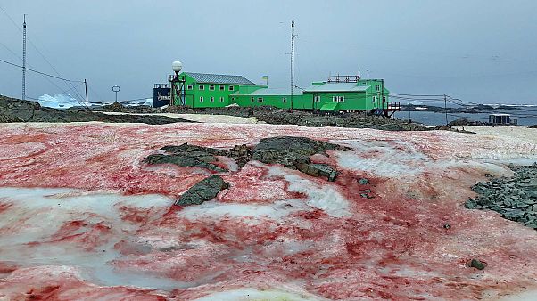 La base Akademik Vernadsky rodeada de nieve roja La base Akademik Vernadsky rodeada de nieve roja