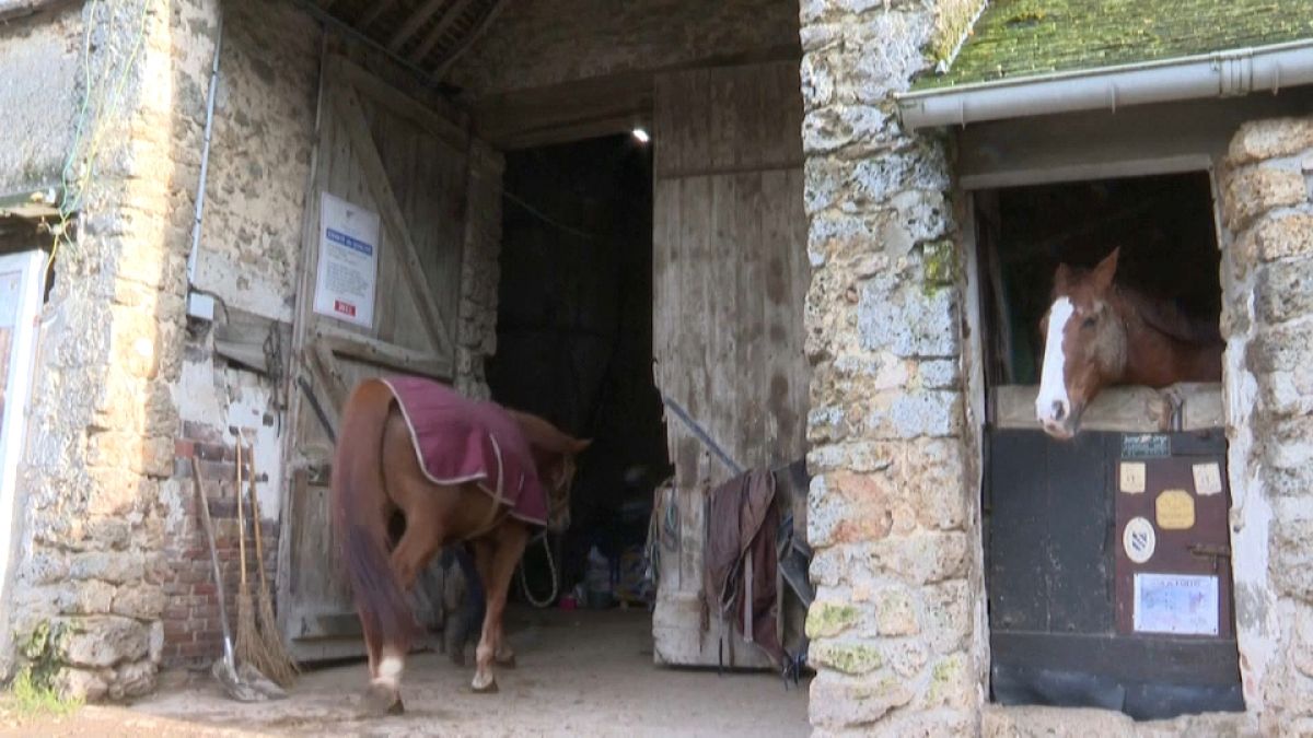 مربو الخيول بفرنسا في قلق بسبب ضريبة القيمة المضافة بعد بريكست