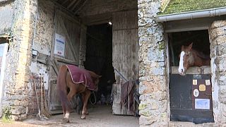 مربو الخيول بفرنسا في قلق بسبب ضريبة القيمة المضافة بعد بريكست