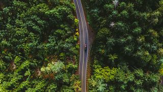 Serbia will plant 1 billion trees in order to reach net zero target by 2050