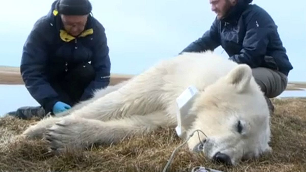 Megszámolják az orosz tájakon élő jegesmedvéket