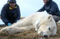Megszámolják az orosz tájakon élő jegesmedvéket