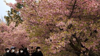 Des japonais portent des masques sous des cerisiers en fleurs à Matsuda au Japon le 29 février 2020