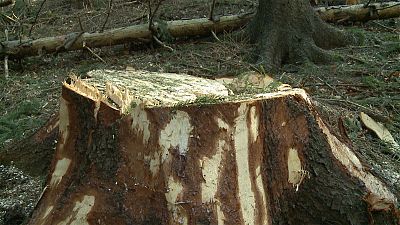 Máfia da madeira na Roménia lucra milhões com corte ilegal de árvores