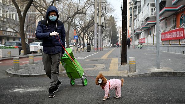 تسجيل أول إصابة لكلب بفيروس كورونا الجديد تسجيل أول إصابة لكلب بفيروس كورونا الجديد