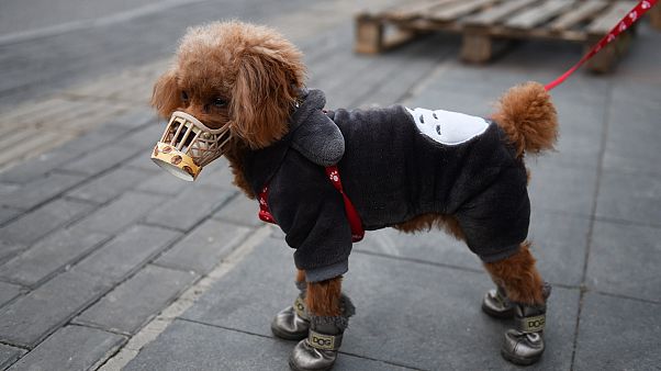 Covid-19'dan korunmak için maske takan köpek - ARŞİV Covid-19'dan korunmak için maske takan köpek - ARŞİV