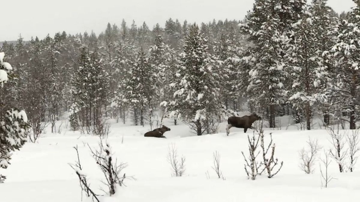 Schweden: Hungrige Elche versinken im Schnee