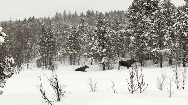 Schweden: Hungrige Elche versinken im Schnee Schweden: Hungrige Elche versinken im Schnee