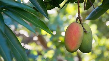 Qual será a nova face da agricultura europeia nos próximos anos?