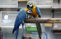 ببغاوات "سبيكس" المهددة بالانقراض تعود إلى بيئتها الطبيعية في البرازيل