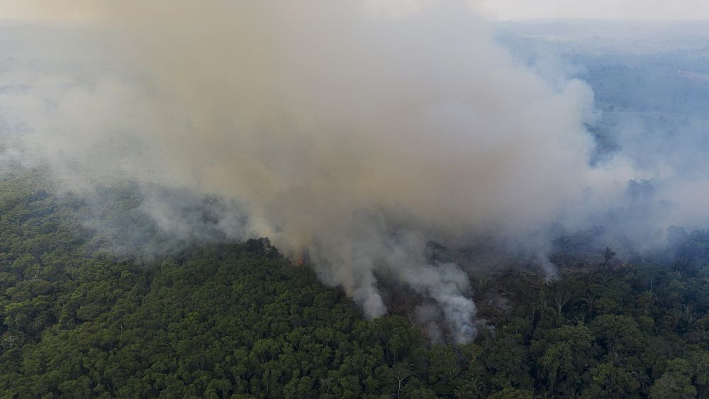 L'état des forêts dans le monde : nouveau rapport la FAO