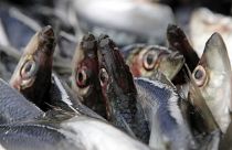 Рыбаки осложнят торговые переговоры ЕС и Британии