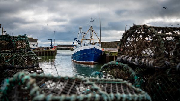 Brexit Fish Fight Brexit Fish Fight