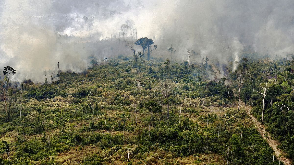 View of a burnt area in the Amazon rainforest, near Porto Velho, Rondonia state, Brazil