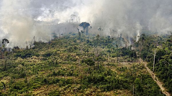 View of a burnt area in the Amazon rainforest, near Porto Velho, Rondonia state, Brazil View of a burnt area in the Amazon rainforest, near Porto Velho, Rondonia state, Brazil