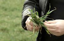 Румынские фермеры жалуются на зиму