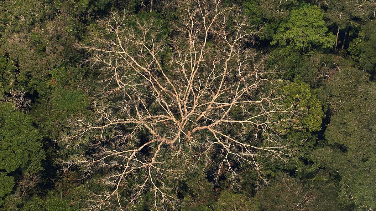 Légi felvétel egy esőerdőről az Amazonas-medencében lévő a brazíliai Porto Velho közelében 2019. augusztus 23-án
