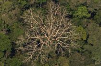 Légi felvétel egy esőerdőről az Amazonas-medencében lévő a brazíliai Porto Velho közelében 2019. augusztus 23-án