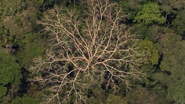 Légi felvétel egy esőerdőről az Amazonas-medencében lévő a brazíliai Porto Velho közelében 2019. augusztus 23-án Légi felvétel egy esőerdőről az Amazonas-medencében lévő a brazíliai Porto Velho közelében 2019. augusztus 23-án