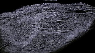 Newfoundland, Kanada açıklarında bulunan rangeomorf fosilleri