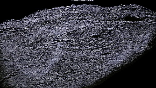 Newfoundland, Kanada açıklarında bulunan rangeomorf fosilleri Newfoundland, Kanada açıklarında bulunan rangeomorf fosilleri