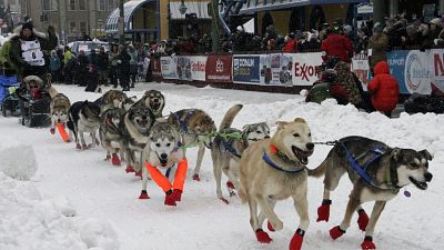 Hundeschlittenrennen "Iditarod"
