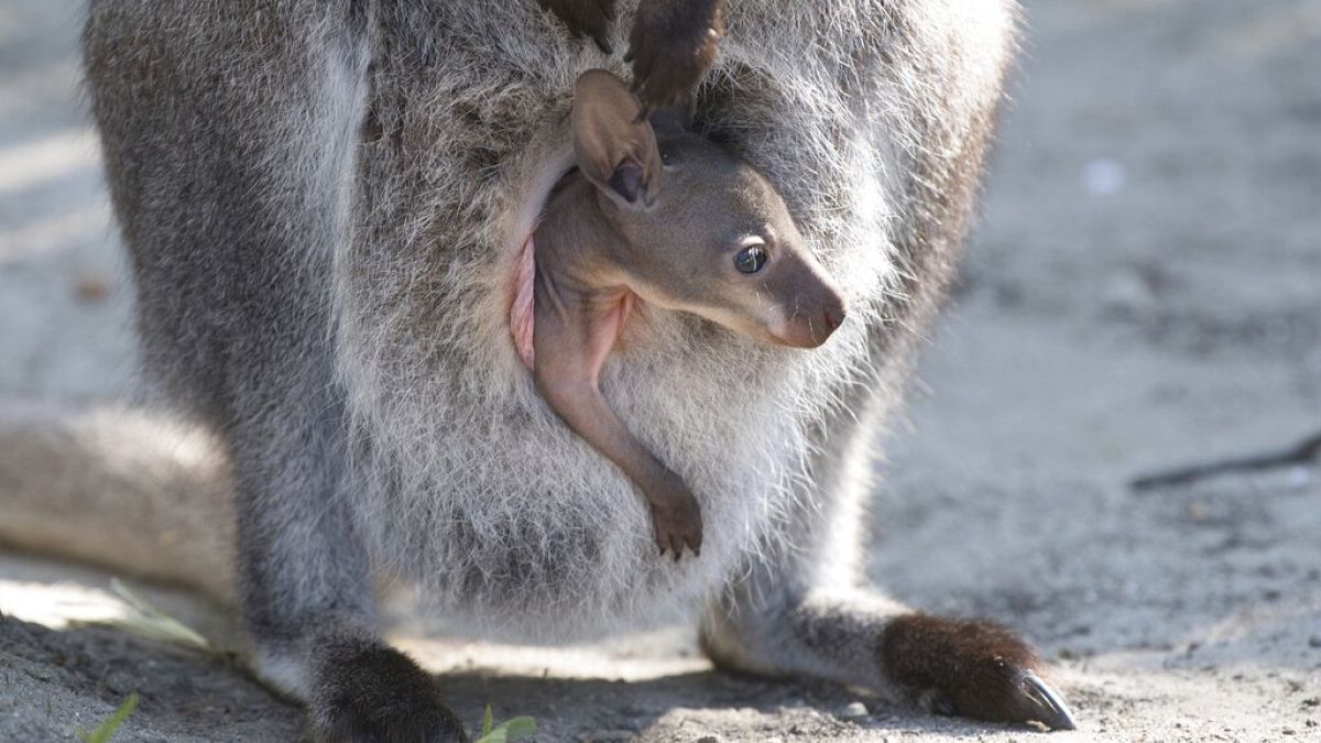 Családok nevelik az erdőtűz miatt elárvult erszényeseket Ausztráliában